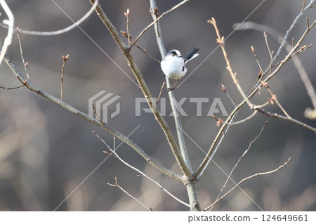 The long-tailed tit is a small bird with a body resembling a roll of cotton and a long tail. The long-tailed tit is a small bird with a body resembling a roll of cotton and a long tail. 124649661