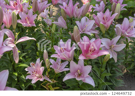 百合maculatum 百合maculatum 124649732