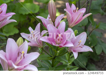 百合maculatum 124649733