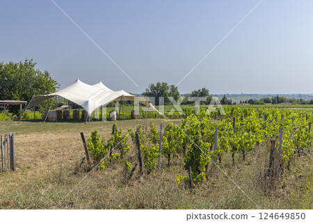 Typical vineyards near Saint-Emilion, Bordeaux, Aquitaine, France Typical vineyards near Saint-Emilion, Bordeaux, Aquitaine, France 124649850