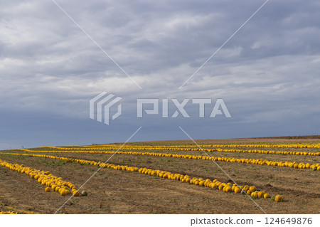 Pumpkin harvest in autumn time, Lower Austria, Austria 124649876