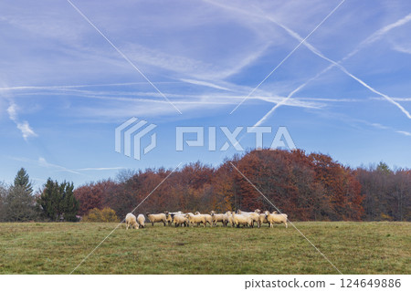 Sheep herd in Stiavnicke vrchy near Krupinska planina, Slovakia Sheep herd in Stiavnicke vrchy near Krupinska planina, Slovakia 124649886