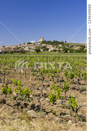 Typical vineyard with stones near Chateauneuf-du-Pape, Cotes du Rhone, France Typical vineyard with stones near Chateauneuf-du-Pape, Cotes du Rhone, France 124649998