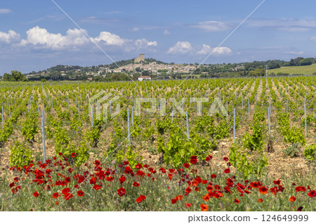 Typical vineyard with stones near Chateauneuf-du-Pape, Cotes du Rhone, France 124649999