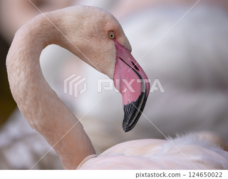lovely pink flamingos at the zoo lovely pink flamingos at the zoo 124650022