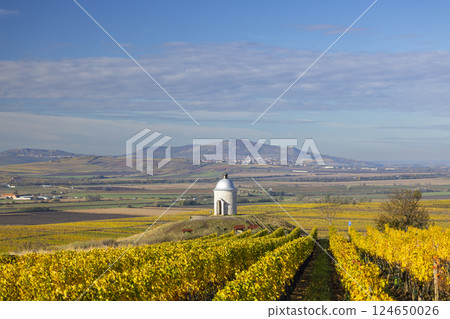 Autumn vineyard near Velke Bilovice with Palava, Southern Moravia, Czech Republic 124650026