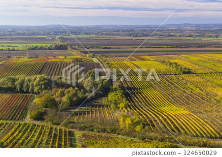 Autumn vineyard near Velke Bilovice, Southern Moravia, Czech Republic Autumn vineyard near Velke Bilovice, Southern Moravia, Czech Republic 124650029