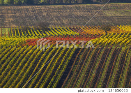 Autumn vineyard near Velke Bilovice, Southern Moravia, Czech Republic 124650033