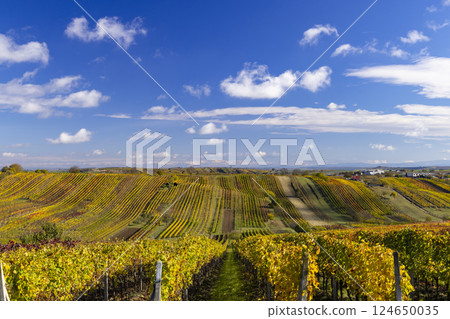Autumn vineyard near Cejkovice, Southern Moravia, Czech Republic 124650035
