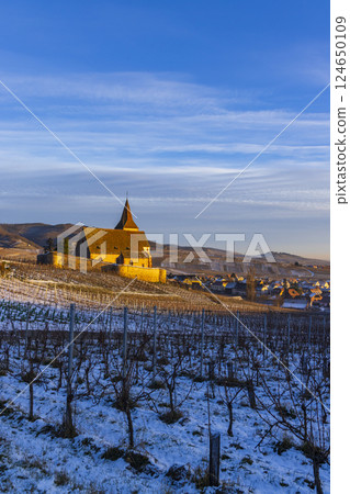 Typical vineyard near Hunawihr near Ribeauville Riquewihr, Haut-Rhin, Region Grand Est, Alsace, France 124650109