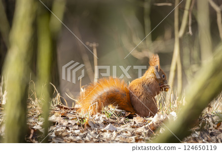 red squirrel in the forest red squirrel in the forest 124650119