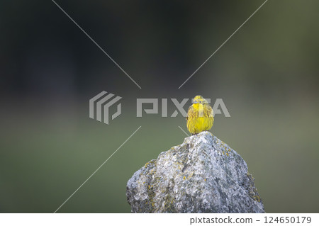 Yellowhammer (Emberiza citrinella) in Low Tatras National Park, Slovakia 124650179
