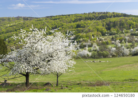 Sheep herd in Polana mountains, Slovakia Sheep herd in Polana mountains, Slovakia 124650180