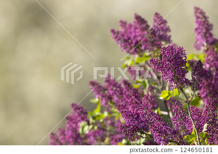 lilac in Slovakia in Polana National Park lilac in Slovakia in Polana National Park 124650181