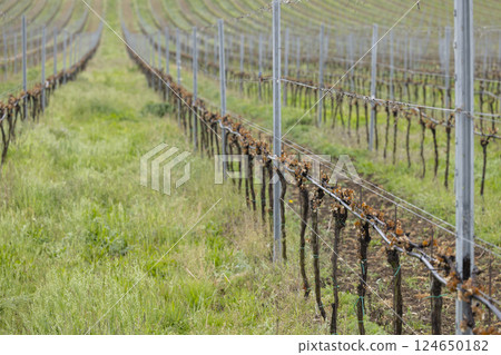 Spring vineyard damaged by heavy frost (brown parts are dead), vineyard where there will be very little harvest, Southern Moravia, Czech Republic 124650182