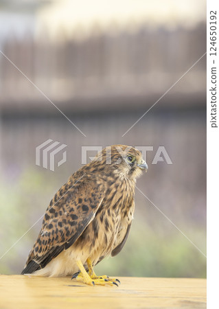 Common kestrel (Falco tinnunculus), falcon family Falconidae, Southern Moravia, Czech Republic 124650192