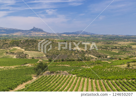 Typical vineyard near Laguardia, Rioja wine region, Rioja Alavesa, Basque Country, Spain Typical vineyard near Laguardia, Rioja wine region, Rioja Alavesa, Basque Country, Spain 124650207