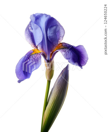 Majestic Purple Iris in Bloom 124650224