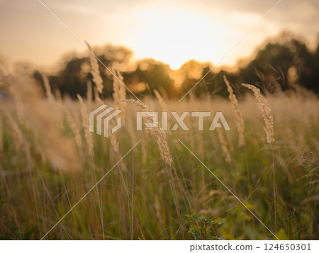 Golden wheat stalk in European countryside Golden wheat stalk in European countryside 124650301