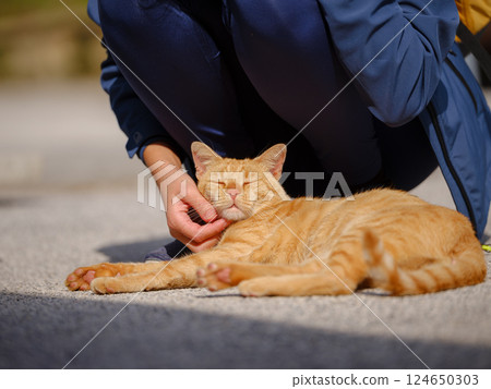 Street cats of Croatia country Street cats of Croatia country 124650303