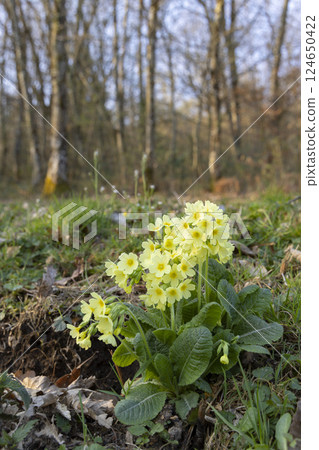 primrose in the Jura region of France 124650422