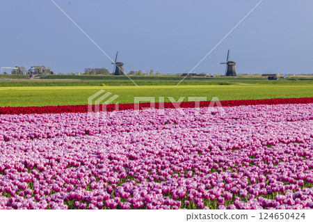 Field of tulips with Ondermolen windmill near Alkmaar, The Netherlands Field of tulips with Ondermolen windmill near Alkmaar, The Netherlands 124650424