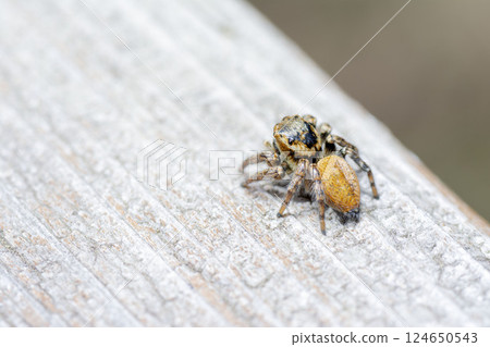 Nekohaetori 124650543