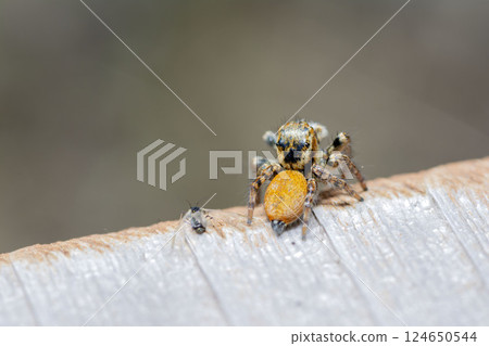 Necohaetri 124650544