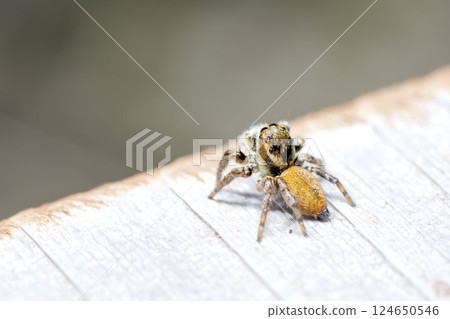 Nekohaetori 124650546