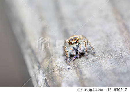 Nekohaetori 124650547