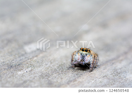 Nekohaetori 124650548