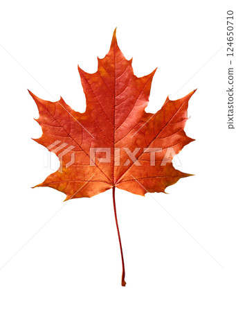 Vibrant Red Maple Leaf in Full Autumnal Glory Vibrant Red Maple Leaf in Full Autumnal Glory 124650710