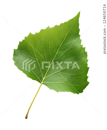 Single Green Poplar Leaf with Triangular Shape and Serrated Edges 124650714