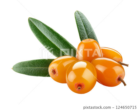 Vibrant Sea Buckthorn with a Cluster of Bright Orange Berries Vibrant Sea Buckthorn with a Cluster of Bright Orange Berries 124650715