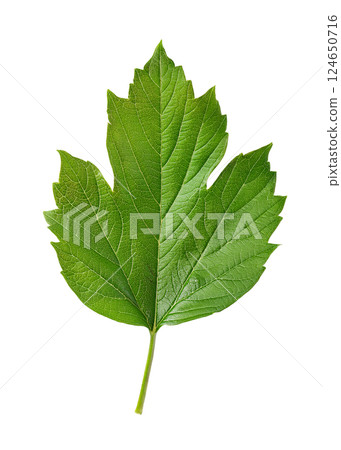 Green Viburnum Leaf with Palmate Lobes and Serrated Edges Green Viburnum Leaf with Palmate Lobes and Serrated Edges 124650716