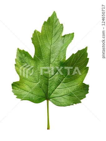 Vibrant Green Viburnum Leaf for Botanical Projects Vibrant Green Viburnum Leaf for Botanical Projects 124650717