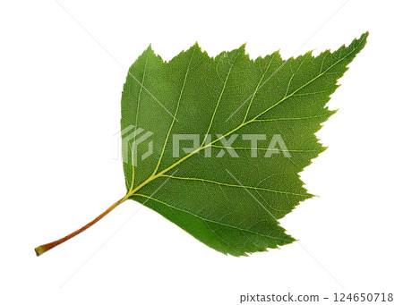 Detailed Green Birch Leaf Detailed Green Birch Leaf 124650718