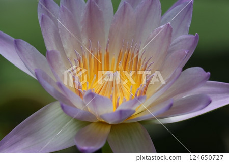 神秘的睡蓮花 - 七 124650727