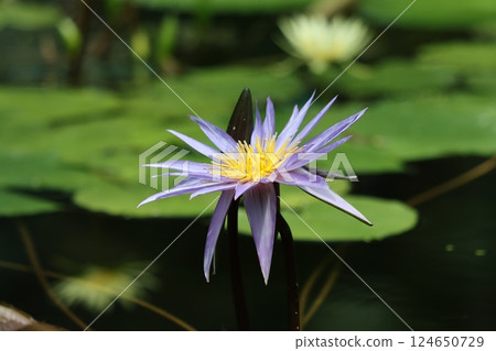 神秘的睡蓮花 - 9 124650729