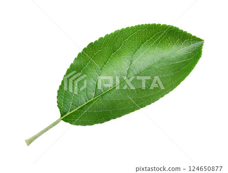 Vibrant Green Leaf with Detailed Veins and Serrated Edges Vibrant Green Leaf with Detailed Veins and Serrated Edges 124650877