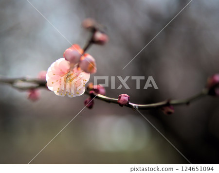 3月盛開的淡粉色梅花“八重朝日” 3月盛開的淡粉色梅花“八重朝日” 124651094
