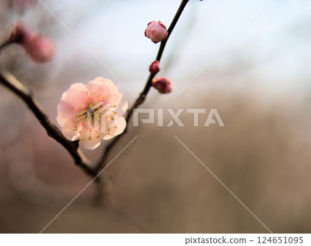 3月盛開的淡粉色梅花“八重朝日” 3月盛開的淡粉色梅花“八重朝日” 124651095