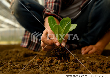 Hands placing a vegetable sprout into rich soil. Sustainable agriculture and growth concept 124651238