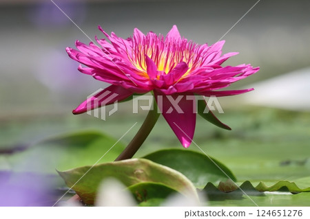 Water lilies are an attractive subject for paintings - 5 124651276