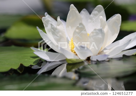 Mysterious water lily flower - San 124651277