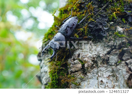 A small giant stag beetle on the Mt. Iwasedake hiking trail 124651327