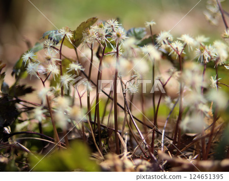 White, ephemeral flowers of the Coptis japonica blooming in March White, ephemeral flowers of the Coptis japonica blooming in March 124651395