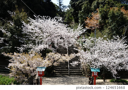 Cherry blossoms and the approach to Hanyu Shrine 124651668