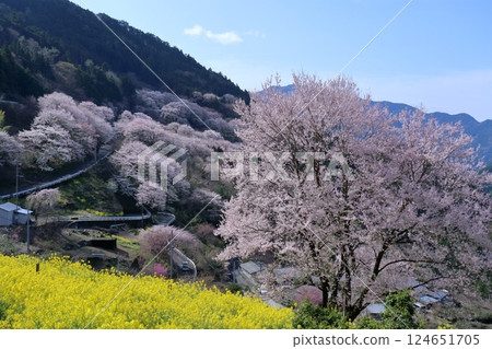 Spring in the Sakura District of Niyodogawa Town (Kochi Prefecture, Shikoku) 124651705
