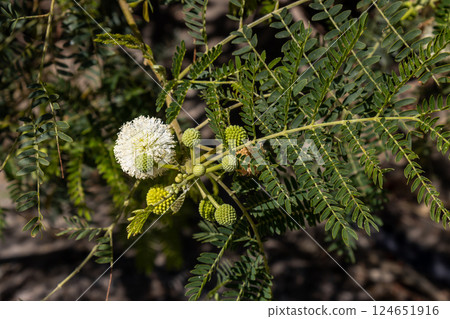 Mimosa blossom in the nature, Spain 124651916